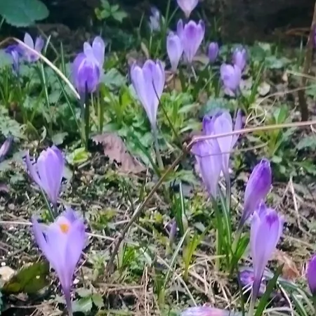 Zlatair Black Boutique